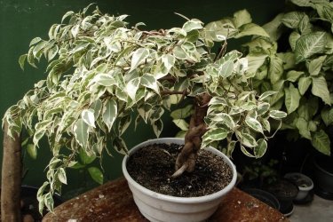 Qual é a aparência do ficus benjamina