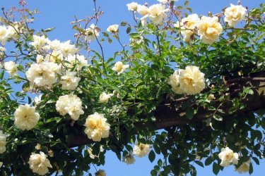 rosas alpinistas o que é isso