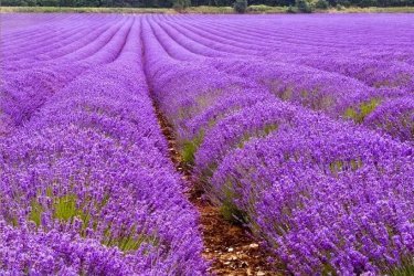 flor de lavanda