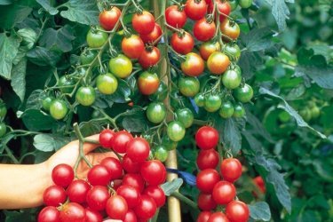 epin aumenta o rendimento de tomates e outros vegetais