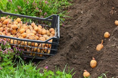 em que profundidade plantar batatas