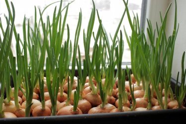 cultivando cebolas para verduras em casa