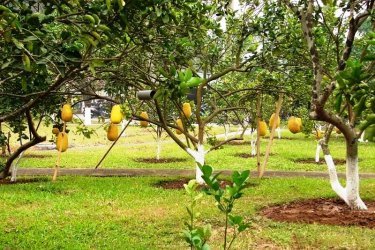 como um pomelo cresce