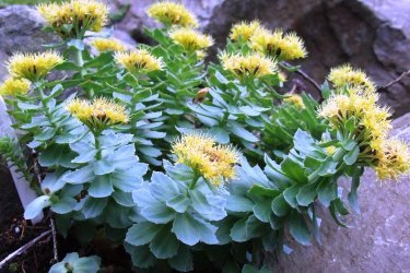 como é a rhodiola rosea ou raiz dourada?