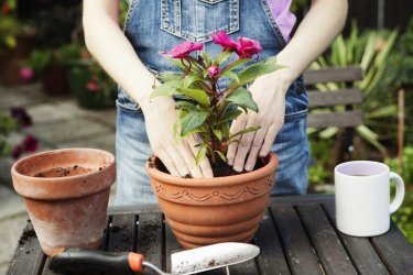 como replantar flores