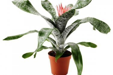 aechmea listrada