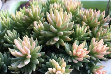 sedum reflexo