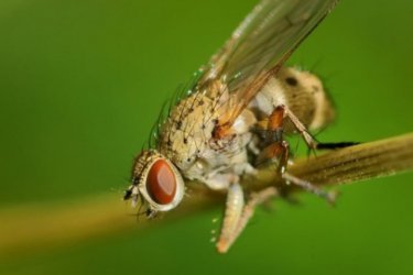 como combater a mosca da cebola