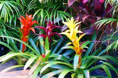 Transplante de Guzmania