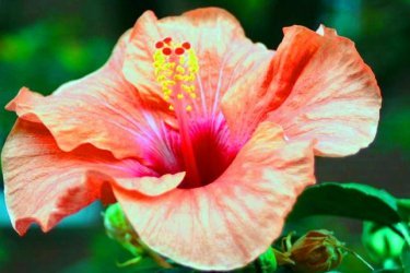 Flor de hibisco, descrição e foto