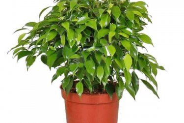 Ficus benjamina, porque as folhas ficam amarelas