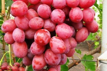 Dúzia de uvas, descrição e foto