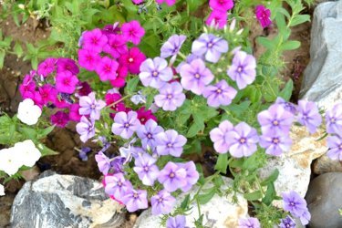 Phlox drummond crescendo a partir de sementes