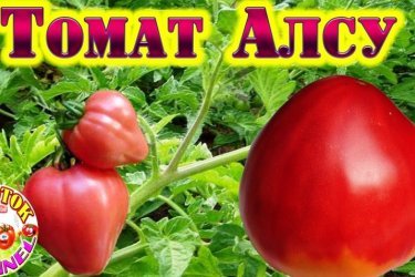 Tomate Alsou