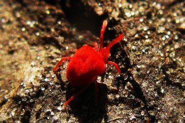 Ácaro vermelho da maçã