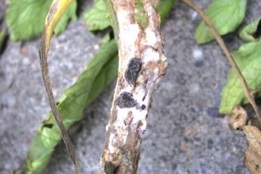 Sclerotinia, ou podridão branca da pimenta