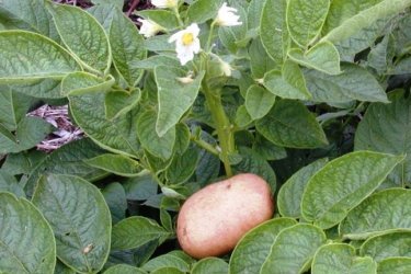 Fusarium da batata é uma doença fúngica