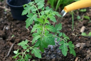 Alimentando tomates com leite, ácido bórico e iodo