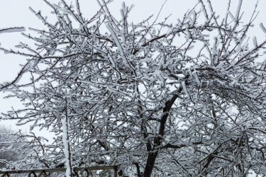 Como cuidar das macieiras no outono e inverno