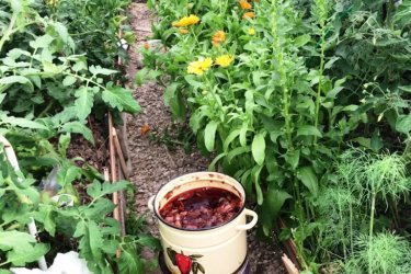 Fertilizante para mudas de tomate em casa