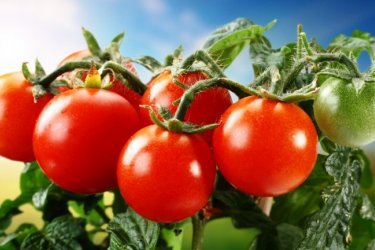 Alimentando tomates após o plantio em terreno aberto