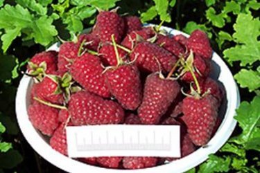 Framboesa de frutos grandes