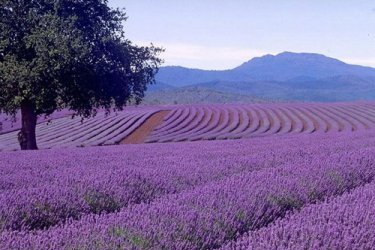 lavanda