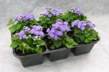 ageratum mexicano