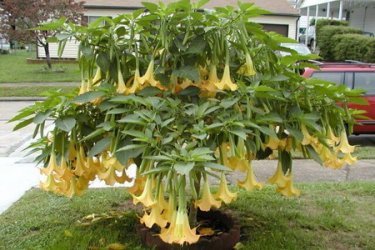 brugmansia