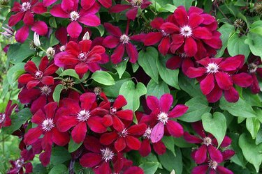 Clematis Westerplatte