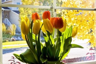 como plantar tulipas em casa