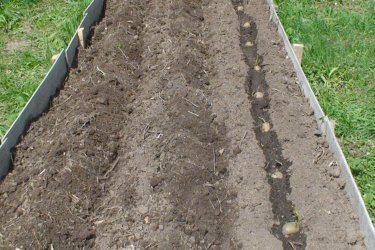 plantando batatas em cumes