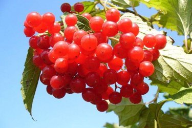 Propriedades benéficas das bagas de viburnum