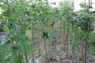 Plantando framboesas