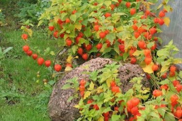 Physalis decorativa