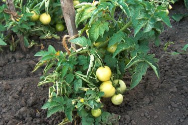 cultivo de tomates