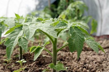 plantando tomate