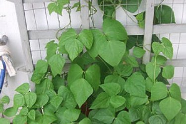 cultivando pepinos em casa