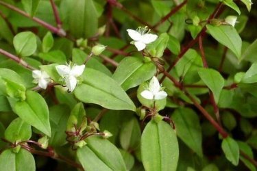 tradescantia de flor branca