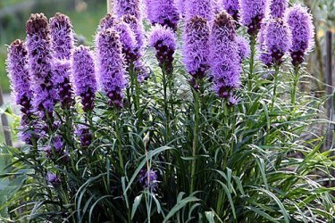 liatris crescendo