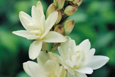 tuberosa