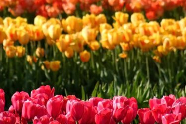 plantando tulipas na primavera