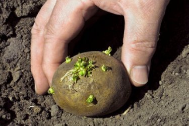 Plantando batatas