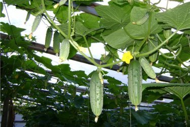 Pepinos em uma estufa