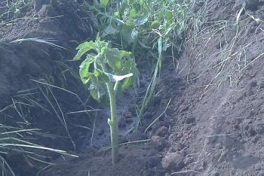 distância entre tomates