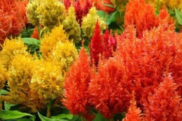 Celosia pinada