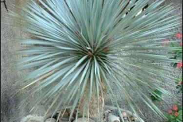 Yucca coracata 