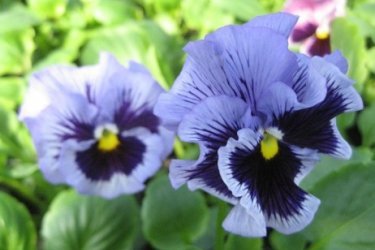 Como cultivar viola a partir de sementes