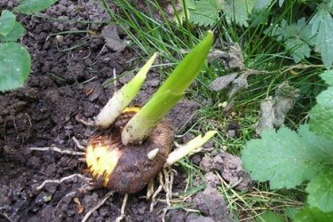 Como plantar gladíolos corretamente