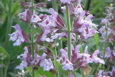 Usos da Salvia officinalis 